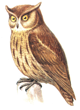 450.   - Otus sunia