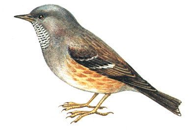 451.   - Laiscopus collaris