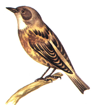 452.   - Laiscopus himalayanus