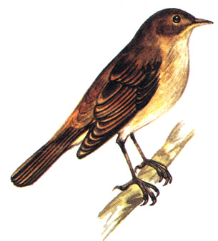 453.   - Luscinia megarhynchos