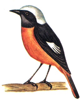 454.   - Phoenicurus auroreus