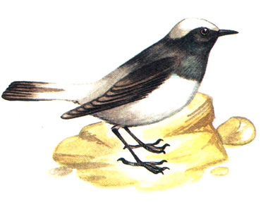 456.   - Oenanthe picata