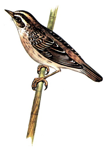 457.   - Acrocephalus paludicola