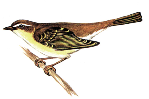 458.  - Phylloscopus inornatus