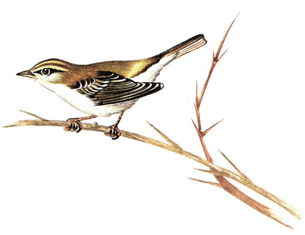 459.   - Phylloscopus proregulus