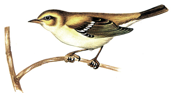 461.   - Phylloscopus trochiloides