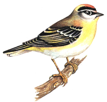 462.   - Regulus ignicapillus