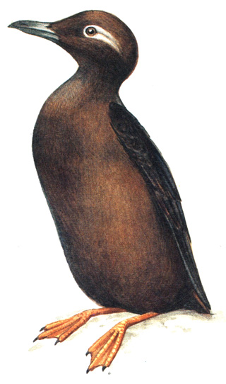 448.   - Cepphus carbo