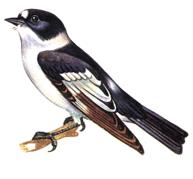 463. - - Muscicapa albicollis