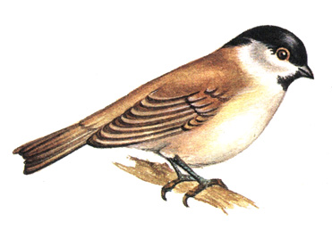 464.  - Parus montanus