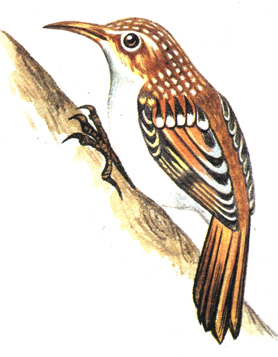 465.   - Certhia brachydactyla