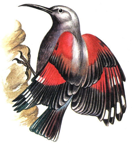 466.  - Tichodroma muraria