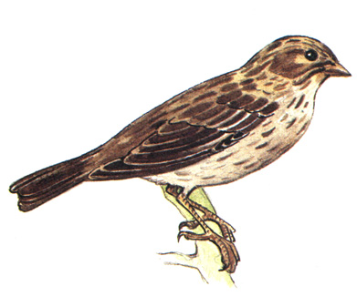 467.  - Emberiza calandra