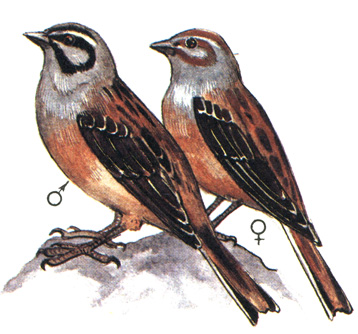 468.   - Emberiza da