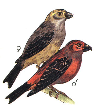 469. - - Loxia pityopsittocus