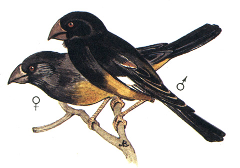 471.   - Mycerobas carnipes