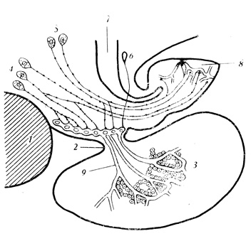 . 14.   .       (1)      (2)      (3).  :  (4),  (5)   (6),     (7), -     .   (     )     :    (8),     ,      (9) 