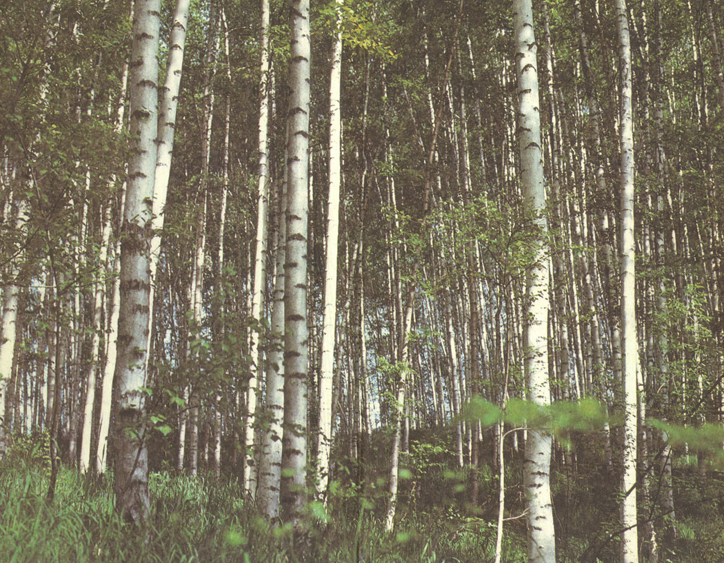 Березы